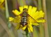240818 – Photo : Oryctes – France (59)